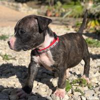 Cuccioli di Apbt