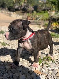 Cuccioli di Apbt