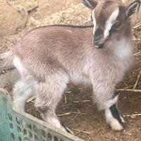 Caprette tibetane, quartetto 3 femmine e 1 maschio