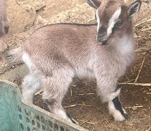 Caprette tibetane, quartetto 3 femmine e 1 maschio