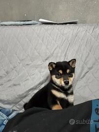 Shiba inu