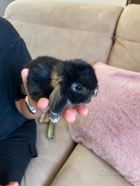 Coniglio nano ariete mini lop