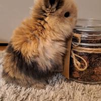 MiNILOP COLORE STUPENDO ARIETE NANO