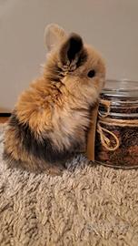 MiNILOP COLORE STUPENDO ARIETE NANO