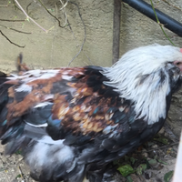 Pulcinotti Faverolles salmonata gigante