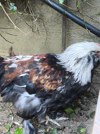 Pulcinotti Faverolles salmonata gigante