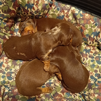 Quattro cuccioli di bassotto cioccolato