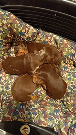 Quattro cuccioli di bassotto cioccolato