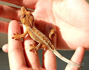 Geco Ciliatus baby, teca, insetti