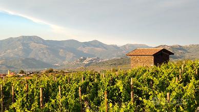 Vigneto DOC Etna a Solicchiata