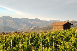 Vigneto DOC Etna a Solicchiata