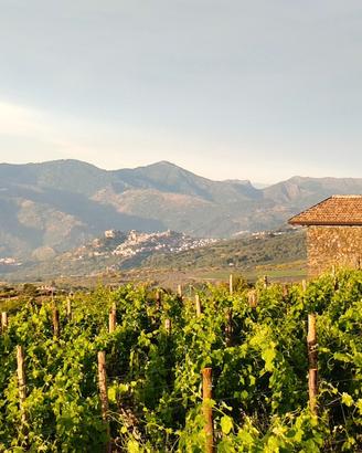 Vigneto DOC Etna a Solicchiata