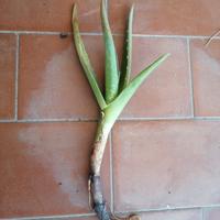 Pianta di aloe vera