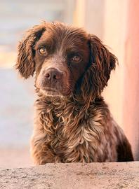 Bretoncino abbandonato