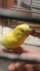 Cocorite allevate a mano