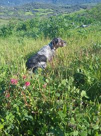Setter inglese