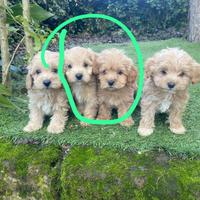 Cuccioli di Maltipoo maschi