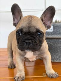 Bulldog francese