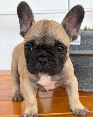 Bulldog francese