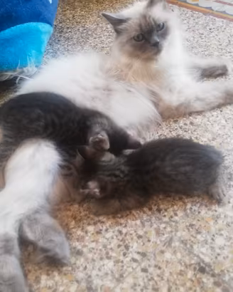 Gattini dolcissimi