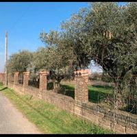 Terreno agricolo e azienda agricola