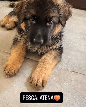 Pastore Tedesco A Pelo Lungo