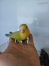inseparabili-allevati-a-mano