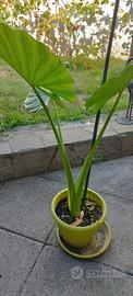 pianta  alocasia