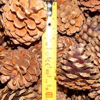 Pigne vere naturali decorative