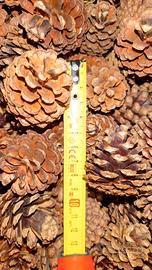 Pigne vere naturali decorative