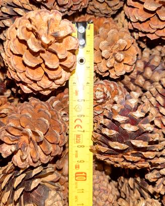 Pigne vere naturali decorative