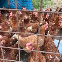 Galline ovaiole giovani