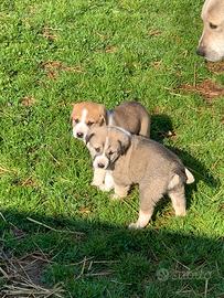 Pastore Asia Centrale (Alabai)