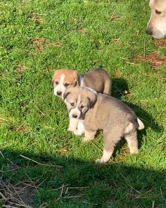 Pastore Asia Centrale (Alabai)