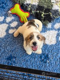 Jack russel terrier pelo ruvido pedigree