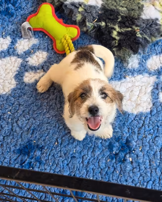 Jack russel terrier pelo ruvido pedigree