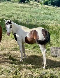 Puledro paint