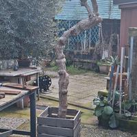 pianta per arredamento 