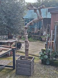 pianta per arredamento 