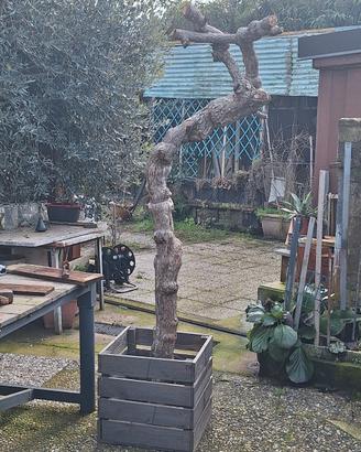 pianta per arredamento 