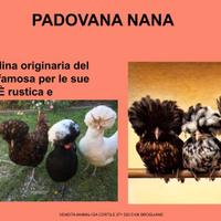 Galline ornamentali padovana nana anche riccia