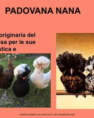 Galline ornamentali padovana nana anche riccia