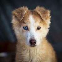 Border collie maschio cucciolo