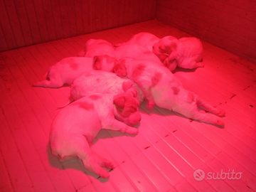 Breton cuccioli con pedigree