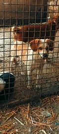 cane da caccia 