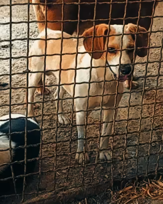 cane da caccia 