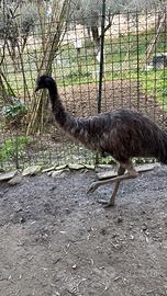Coppia di Emu