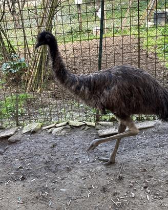 Coppia di Emu