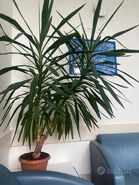 Servizio assistenza domiciliare