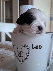 Cuccioli di Shitzu- Shih tsu